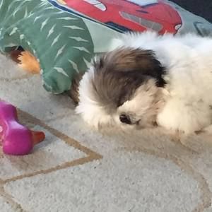 Meet your Posher, Marley